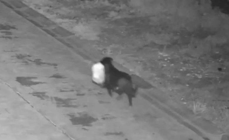 Un b&abreve;rbat din Italia și-a dresat c&acirc;inele s&abreve; arunce gunoiul &icirc;n locul lui pentru a sc&abreve;pa de amend&abreve;&sol; Foto&colon; Captur&abreve; video