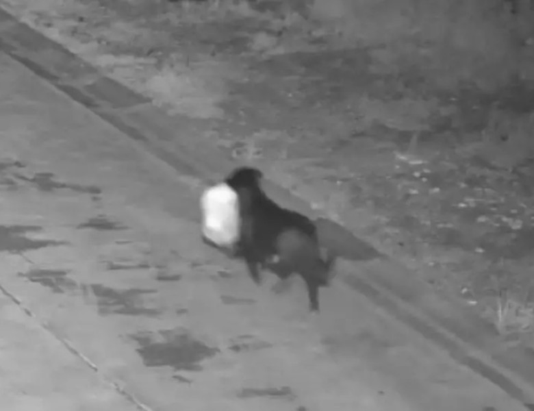 Un bărbat din Italia și-a dresat câinele să arunce gunoiul în locul lui pentru a scăpa de amendă/ Foto: Captură video