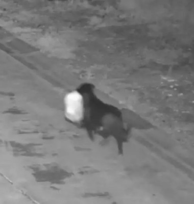 Un bărbat din Italia și-a dresat câinele să arunce gunoiul în locul lui pentru a scăpa de amendă/ Foto: Captură video