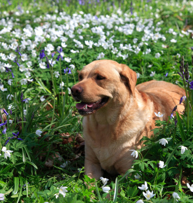 Planta de primăvară care poate intoxica pisicile și câinii / Profimedia