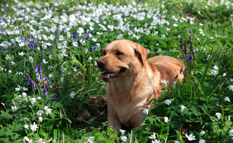 Planta de prim&abreve;var&abreve; care poate intoxica pisicile și c&acirc;inii&nbsp;&sol; Profimedia