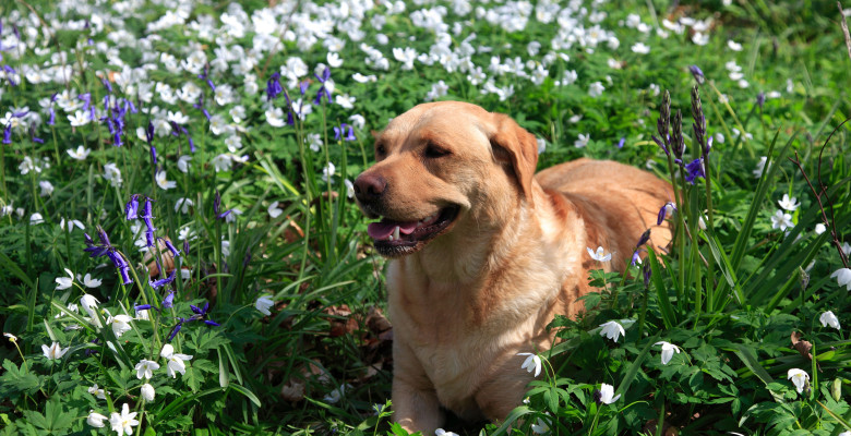 Planta de primăvară care poate intoxica pisicile și câinii / Profimedia