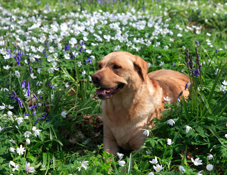 Planta de primăvară care poate intoxica pisicile și câinii / Profimedia
