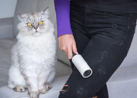 Cum să scapi rapid de părul de animale de pe haine/ Profimedia