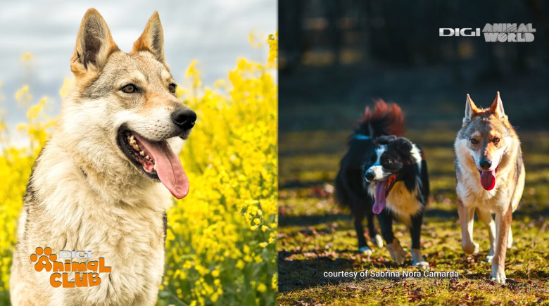 Digi Animal Club Lup Ceh Sabrina Camarda 12