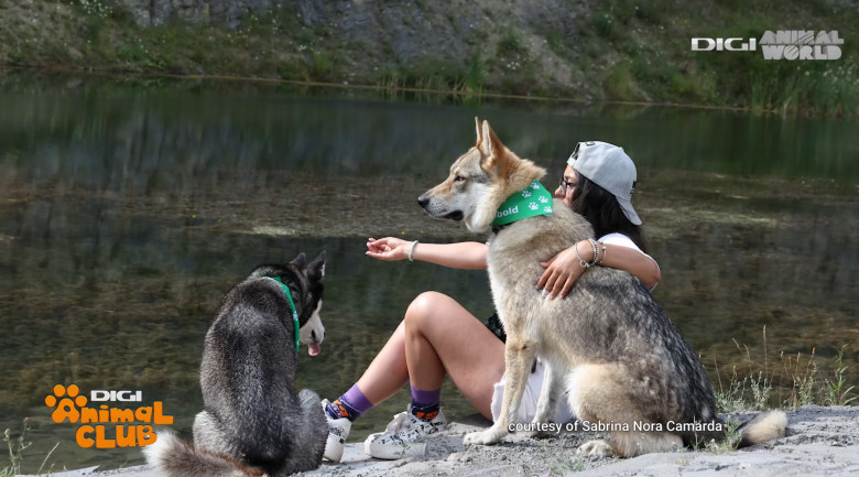 Digi Animal Club Lup Ceh Sabrina Camarda 9