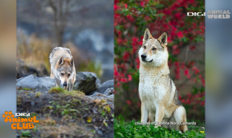 Digi Animal Club Lup Ceh Sabrina Camarda 10
