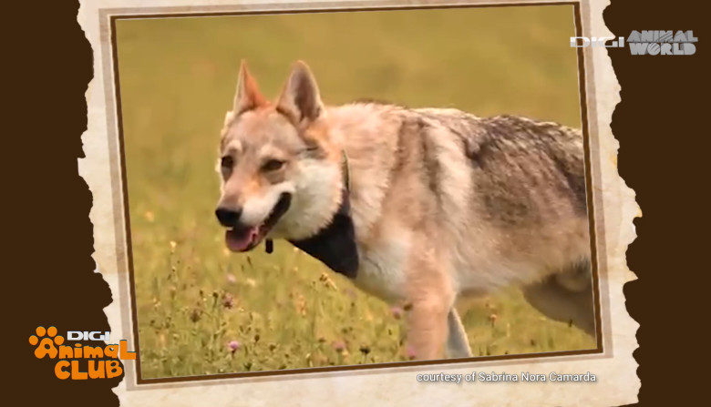 Digi Animal Club Lup Ceh Sabrina Camarda 11