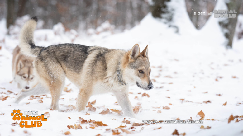 Digi Animal Club Lup Ceh Sabrina Camarda 16