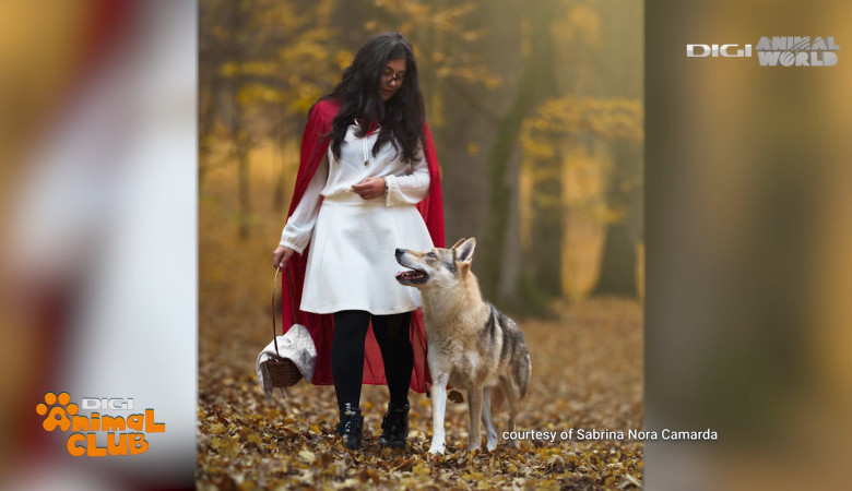 Digi Animal Club Lup Ceh Sabrina Camarda 13