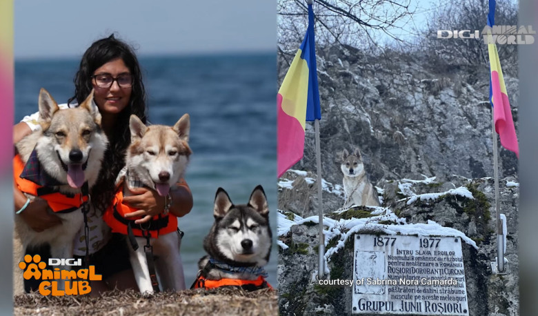 Digi Animal Club Lup Ceh Sabrina Camarda 14