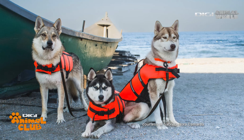 Digi Animal Club Lup Ceh Sabrina Camarda 15