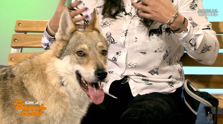 Digi Animal Club Lup Ceh Sabrina Camarda 17