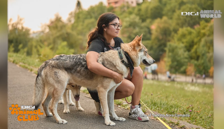 Digi Animal Club Lup Ceh Sabrina Camarda 18