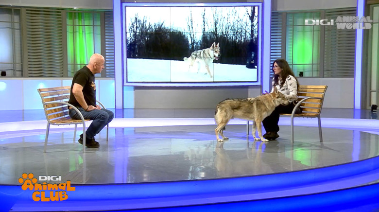 Digi Animal Club Lup Ceh Sabrina Camarda 19