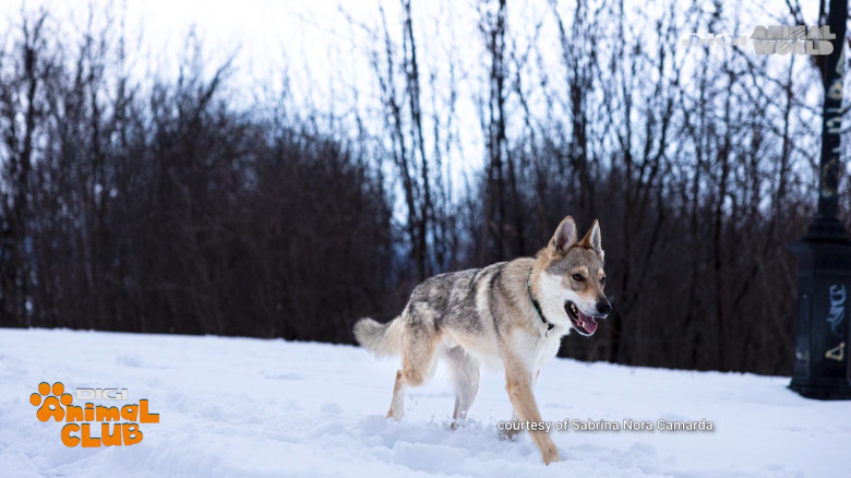 Digi Animal Club Lup Ceh Sabrina Camarda 20