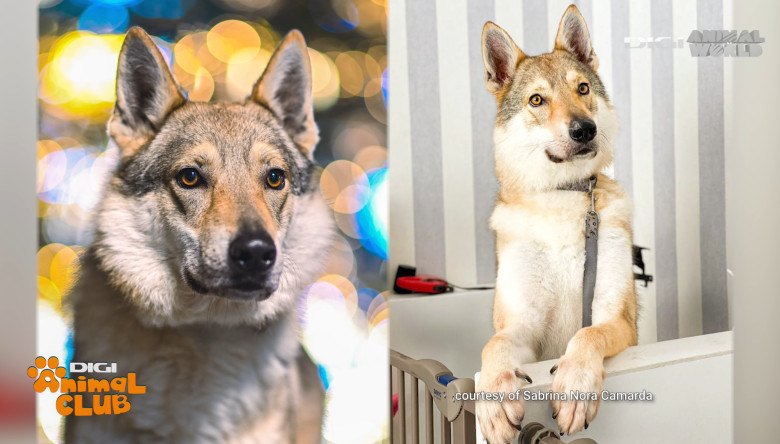 Digi Animal Club Lup Ceh Sabrina Camarda 21