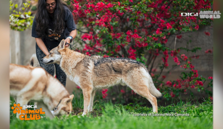 Digi Animal Club Lup Ceh Sabrina Camarda 26