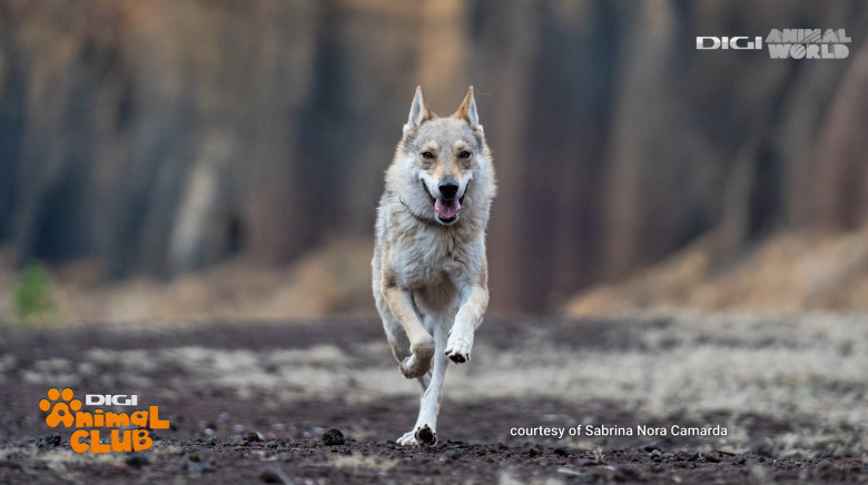 Digi Animal Club Lup Ceh Sabrina Camarda 24