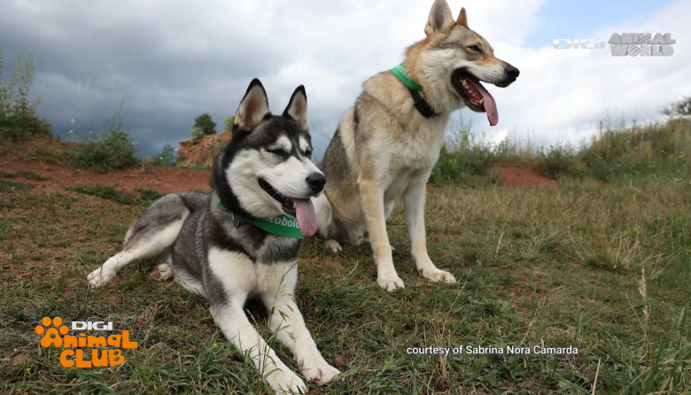 Digi Animal Club Lup Ceh Sabrina Camarda 25