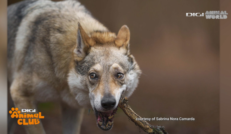 Digi Animal Club Lup Ceh Sabrina Camarda 27