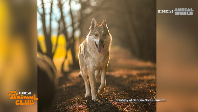 Digi Animal Club Lup Ceh Sabrina Camarda 2