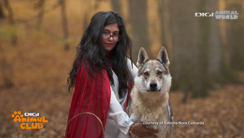 Digi Animal Club Lup Ceh Sabrina Camarda 1