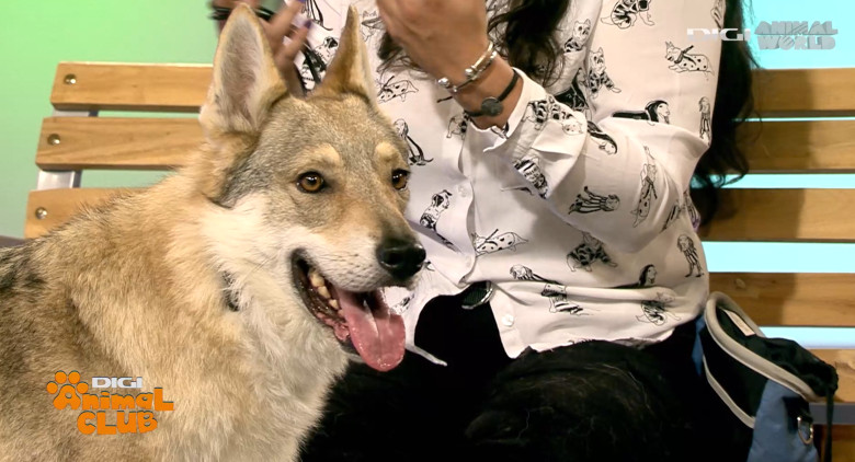 Digi Animal Club Lup Ceh Sabrina Camarda 6