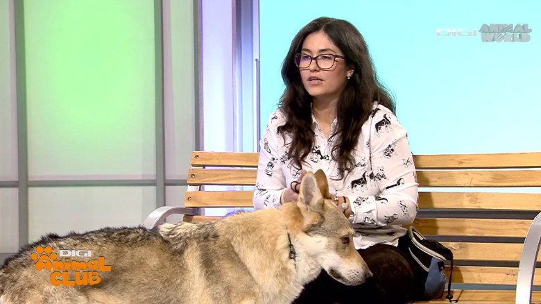 Digi Animal Club Lup Ceh Sabrina Camarda 3