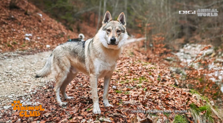 Digi Animal Club Lup Ceh Sabrina Camarda 4