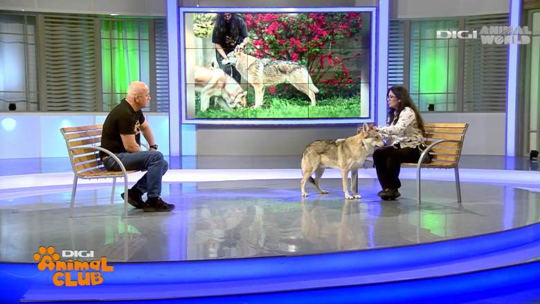 Digi Animal Club Lup Ceh Sabrina Camarda 5