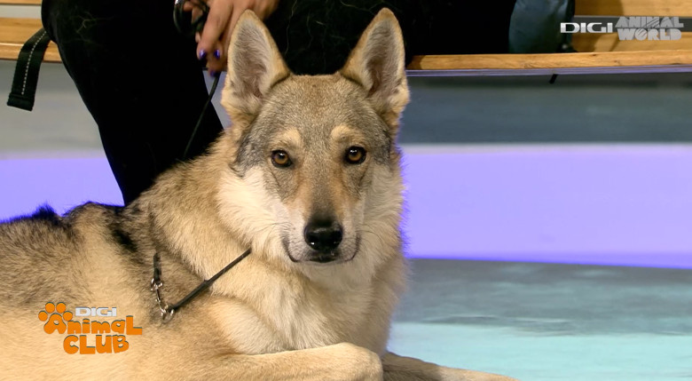 Digi Animal Club Lup Ceh Sabrina Camarda 7