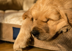 Motivul pentru care un cățeluș dormea mereu în același loc/ Profimedia