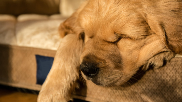 Motivul pentru care un cățeluș dormea mereu în același loc. Stăpâna a izbucnit în lacrimi când a aflat explicația