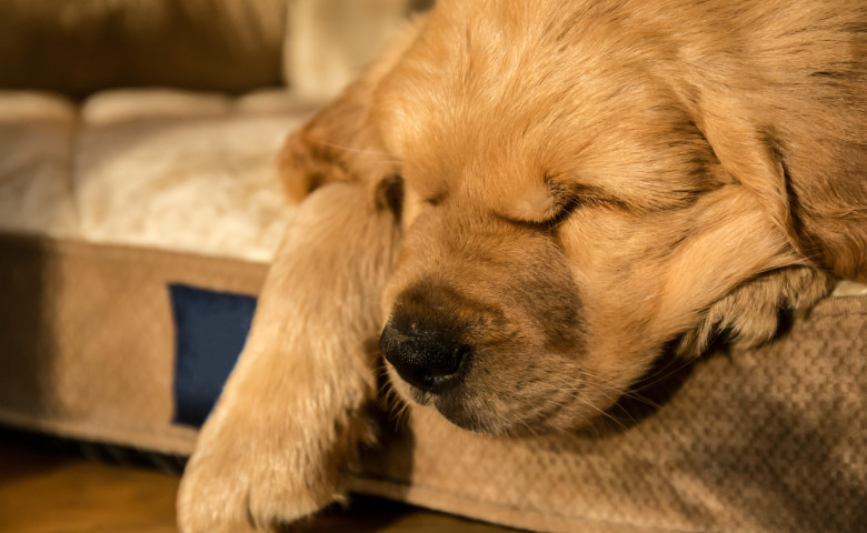 Motivul pentru care un c&abreve;țeluș dormea mereu &icirc;n același loc&sol; Profimedia