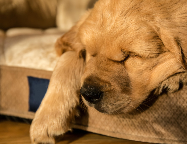 Motivul pentru care un cățeluș dormea mereu în același loc/ Profimedia