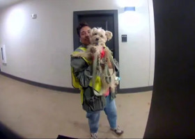 Un câine mergea în fiecare seară la muncă alături de stăpâna lui/ Foto: Captură video