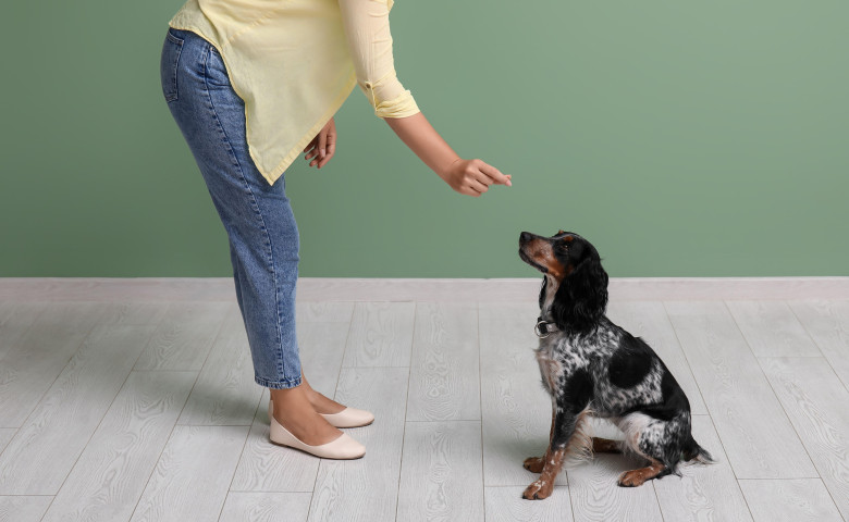 Dresaj&sol; Profimedia