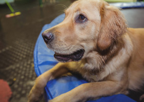 Golden Retriever/ Profimedia