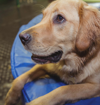 Golden Retriever/ Profimedia