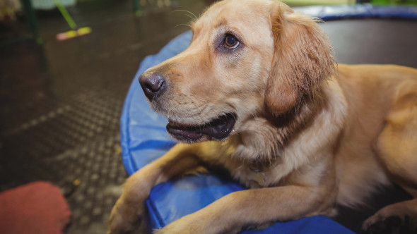 Reacția unui Golden Retriever când stăpâna sa schimbă scutecul bebelușului. Imaginile sunt virale