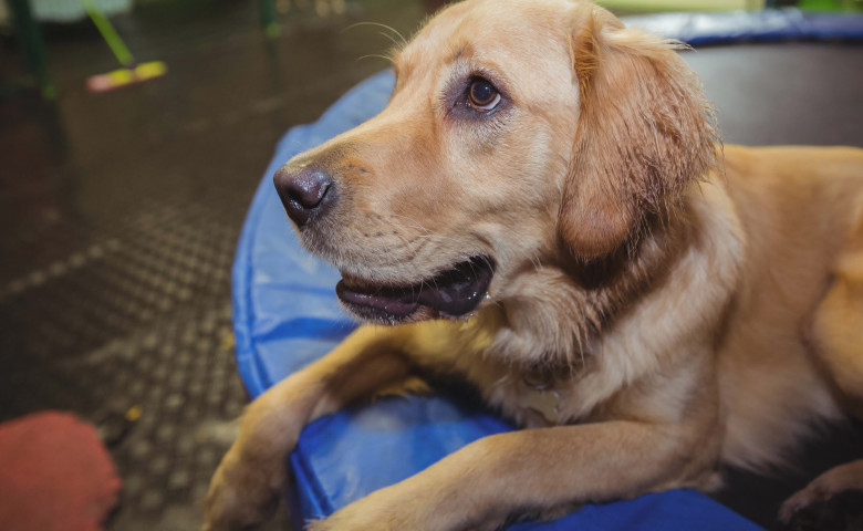 Golden Retriever&sol; Profimedia