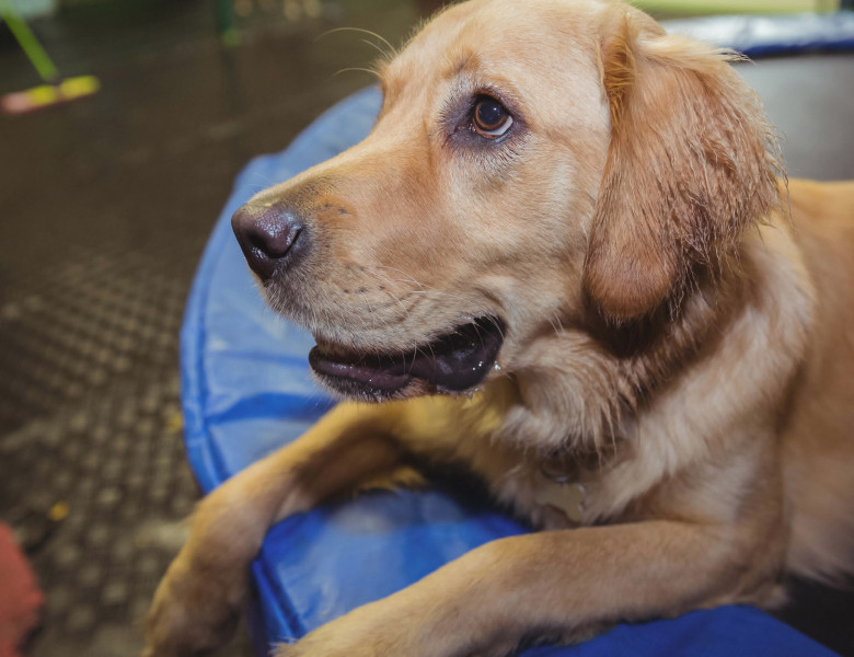Golden Retriever/ Profimedia
