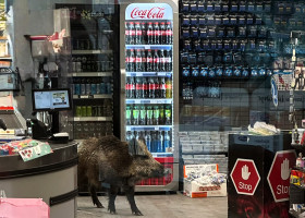 Un mistreț a intrat  într-un mall din Berlin/ Profimedia