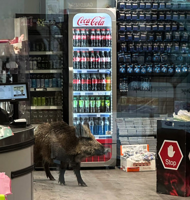 Un mistreț a intrat  într-un mall din Berlin/ Profimedia