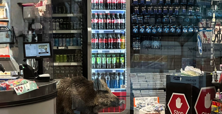 Un mistreț a intrat  într-un mall din Berlin/ Profimedia