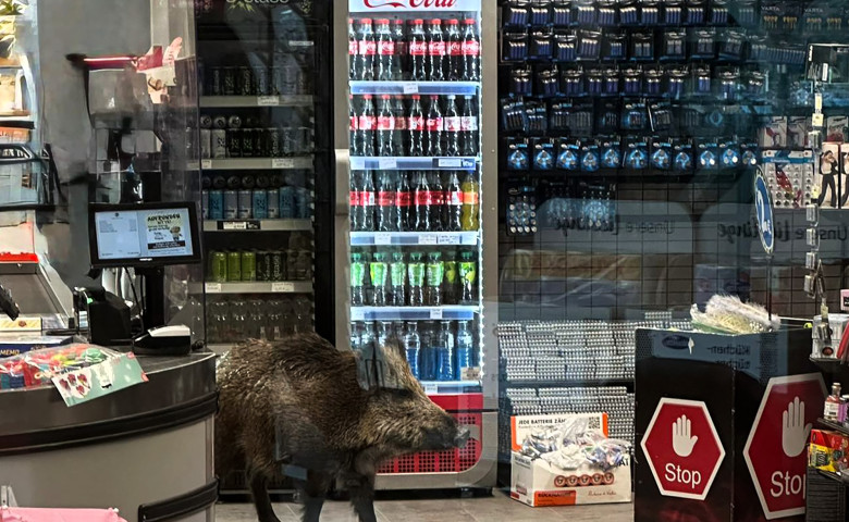 Un mistreț a intrat  &icirc;ntr-un mall din Berlin&sol; Profimedia