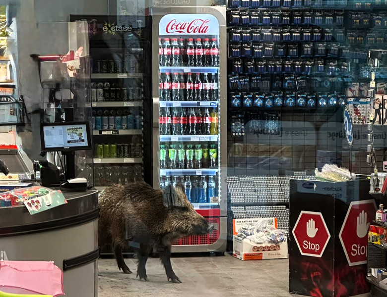 Un mistreț a intrat  într-un mall din Berlin/ Profimedia