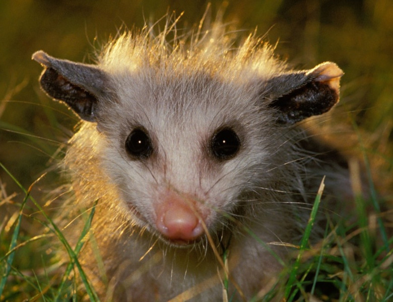 Young baby opossum in halo of late afternoon light standing in grass of lawn, Missouri USA