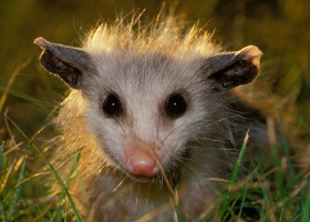 Young baby opossum in halo of late afternoon light standing in grass of lawn, Missouri USA